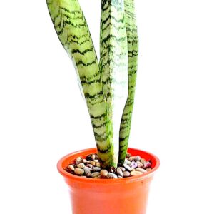 Lengua de la Suegra-Sansevieria Zelenaica